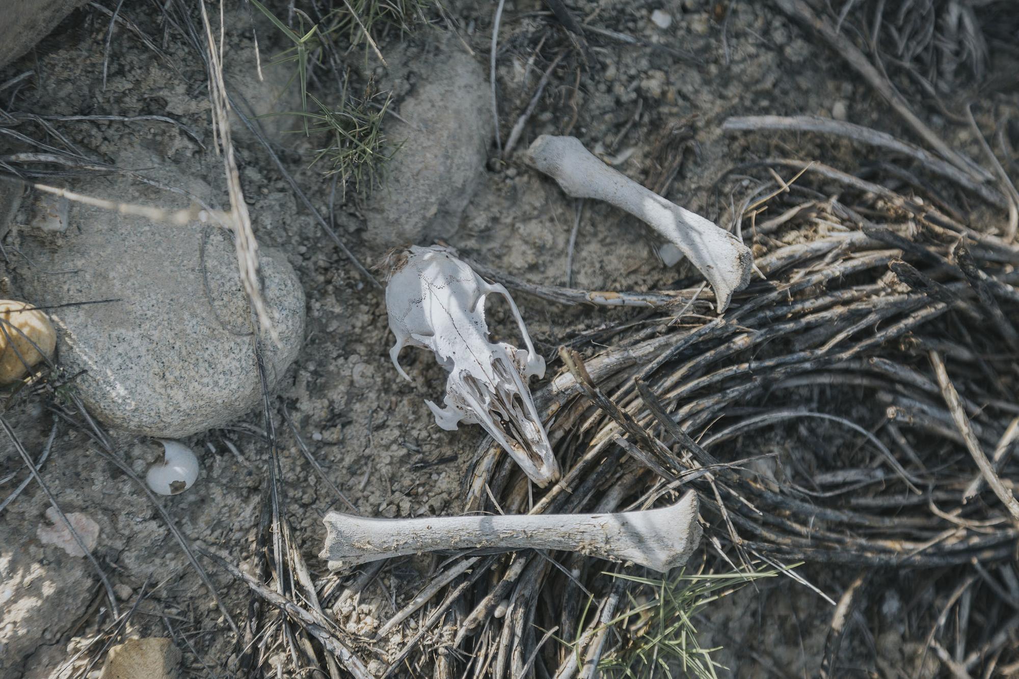 Trimestral 71 Palomares  - 3